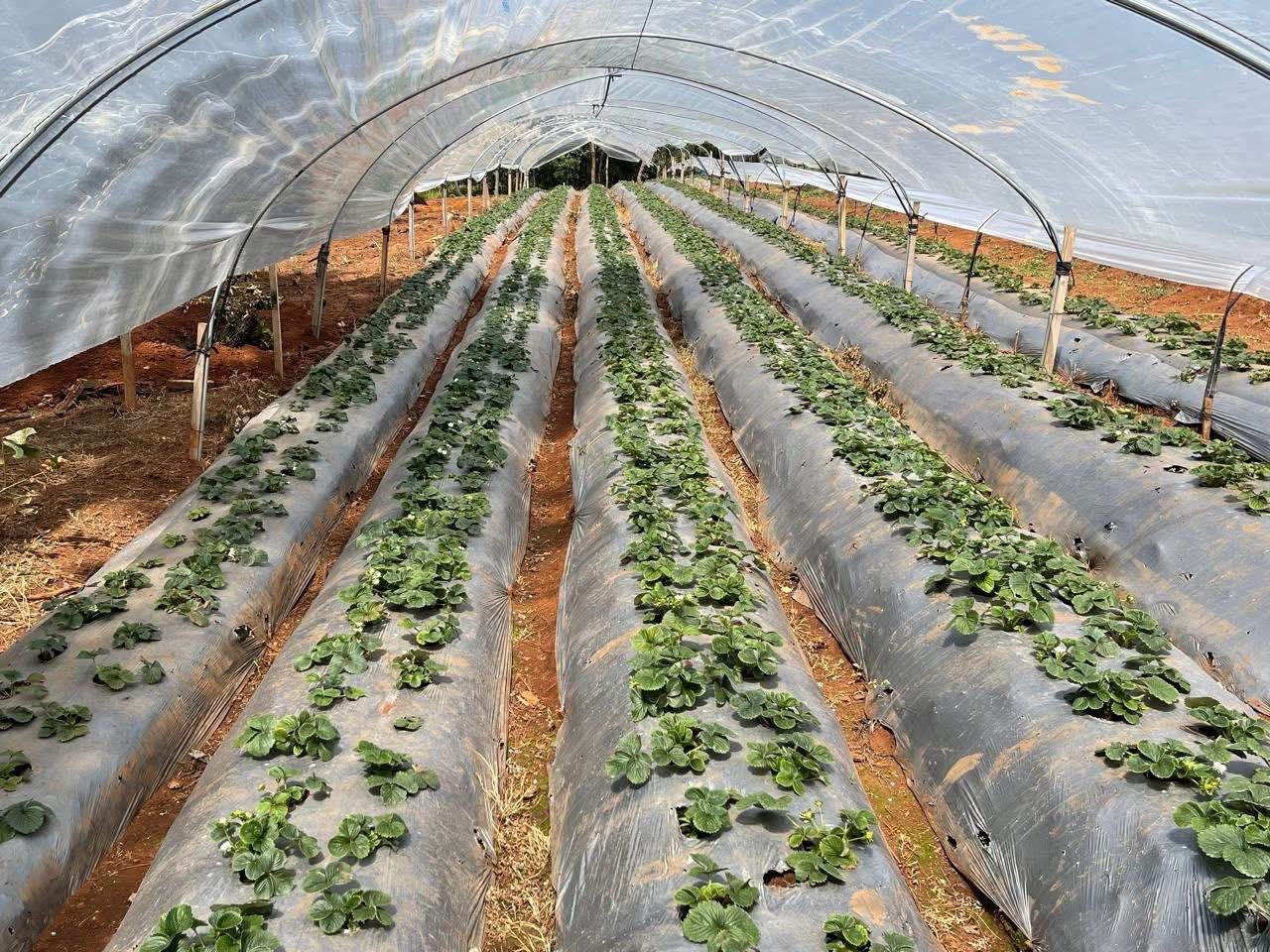Unidad de Agronegocios